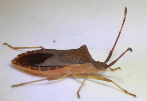 Gonocerus acuteangulatus